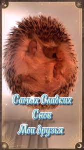 ежик🦔 #дружба #спокойнойночи | TikTok