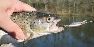 Tout le jeu consiste à animer le montage pour exciter les truites : Peche A La Truite En Plan D Eau Techniques Pour Surdensitaires