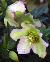 Additionally, they grow well in zones 4. Hellebore Planting And Advice On Caring For These Winter Blooming Flowers