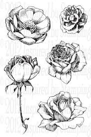 Flower drawings of cosmos flowers by katrina of blushed design. Elegant Flowers Flower Sketches Tattoos Flower Drawing