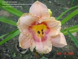 As the weather warms and bloom season nears here at windyhill garden, we will discontinue digging and shipping daylily orders until early september, or when temps subside, so the plants being shipped will be able to travel more comfortably. Plantfiles Pictures Daylily Wild Mustang Hemerocallis By Carolann