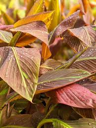 Image result for Musa sp. (Ornamental bananas)