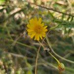 Image result for Emilia discifolia