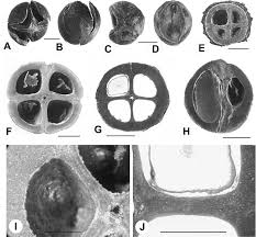 Image result for Curtisia dentata