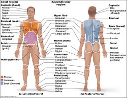 The standard position in which the body is standing with feet together, arms to the side, and head, eyes, and palms facing forward. Anatomical Position Diagram Wiring Diagram Services