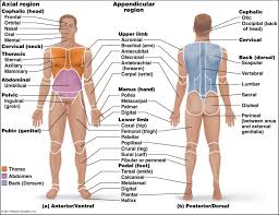 Anatomical position describes the orientation of a body or body parts. Anatomical Position Labeled Human Anatomy Diagram Human Body Anatomy Body Anatomy Human Anatomy
