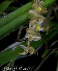 Image result for Rhipidoglossum arbonnieri