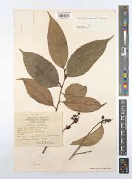 Image result for Scolopia stolzii