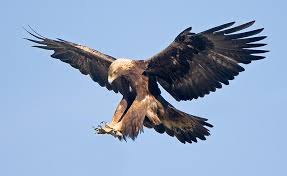 See more ideas about food, cupcake cakes, cupcake cookies. Brain Food Ecologists Striving To Increase The Golden Eagle Population Knau Arizona Public Radio