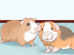 Vintage retro drawing image guinea pig picture instant download printable clipart digital graphic fa. 3 Ways To Help Your Guinea Pig Adjust To You Wikihow