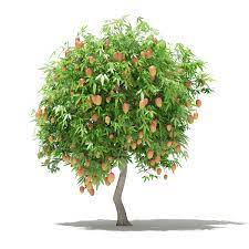 We did not find results for: Mango Tree With Fruits 3d Model 2 7m By Cgaxis 3docean