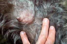 Spaying a female dog dramatically reduces the odds of canine breast cancer represents 52% of tumors found in female dogs and have a higher if your dog is undergoing chemotherapy or radiation do not use any supplements unless advised by. My Dog S Nipple Is Leaking Types And Causes Of Discharge
