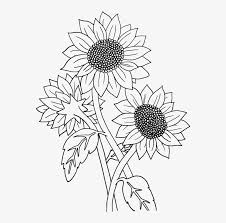 How to draw a sunflower step 6. Basic Sunflower Drawings Easy Novocom Top
