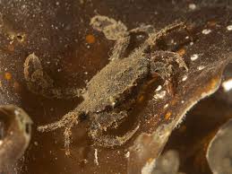 Image result for Cribbia brachyceras