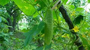 Image result for Cucumis sativus