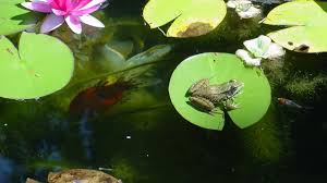 Check spelling or type a new query. How To Make Your Own Backyard Pond Dengarden