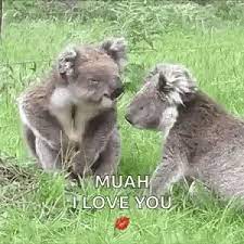Koala Kiss Gif Koala Kiss Cute Discover Share Gifs Koala Cute Animals Koalas koala kiss gif koala kiss cute