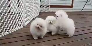 All categories adoption birds for sale fish for sale kittens for sale misc other pets puppies & dogs forsale reptiles for sale wanted. Pomeranian Puppies For Sale Newcastle Nsw Australia