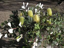Banksia Flower Quotes Best Flower Wallpaper