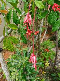 Image result for Quassia undulata