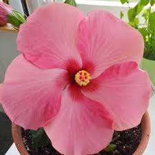 The hawaiian punch hibiscus are perfect for containers and landscapes, bringing a tropical feel to your gardens. Hibiscus Rosa Sinensis Hawaiian Punch Hibiscus Hawaiian Punch Uploaded By Crabby58