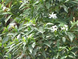 Image result for Tabernaemontana penduliflora