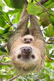 6 Different Types Of Sloths In The Rainforest With Pictures And Facts Cute Baby Sloths Animal Photography Wildlife Animals