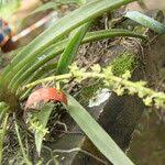 Image result for Diaphananthe vesicata
