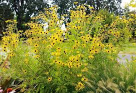 Check spelling or type a new query. Henry Eilers Rudbeckia Grows To 5 Feet High In Mixed Bed Heather Gardens Perennial Garden Garden