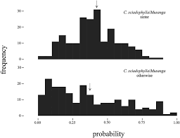 Image result for Musanga leo-errerae