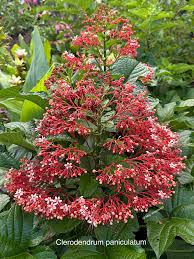 Image result for Clerodendrum poggei