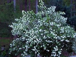 Although mahonias are a classic evergreen shrub, this cultivar tops all others. Snowball Viburnum Sherry S Place