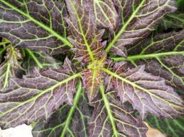 Image result for Gynura pseudochina