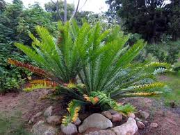 Image result for Encephalartos lebomboensis