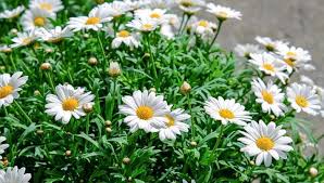 I want flowers hindi meaning. Spring Flowers Discover The Meaning Of These 15 Blooms