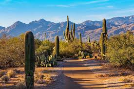 Smiling happy blonde woman stands between two large saguaro cactus, touching each of them. 11 Amazing American National Parks To Visit In February