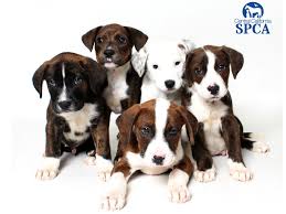 Maybe you would like to learn more about one of these? These Adorable Pups Are All 2 Month Old Brindle And White Pitbull Terrier Blends Central California Spca Fresno Ca