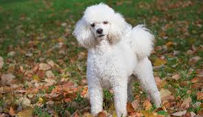 Poodles are known for their elegant, square form when standing. Poodle Miniature Dog Breeds Purina Australia