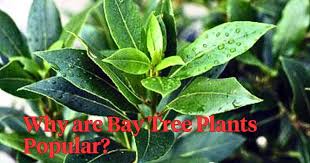 Image result for bay leaf bush foto
