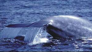 Amazing Facts About The Blue Whale Onekindplanet Animal