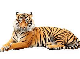 Over 434 tiger transparent png images are found on vippng. Transparent Background Tiger Png Transparent Novocom Top