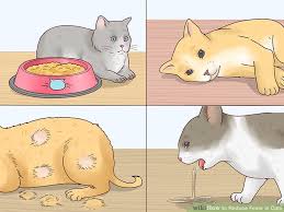 How To Reduce Fever In Cats 12 Steps With Pictures Wikihow