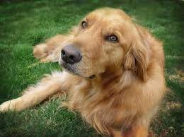 Find a golden retriever rescue near you. Golden Retriever Rescue Raleigh Nc L2sanpiero
