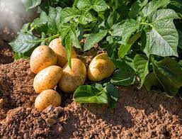 Wann kartoffeln gesetzt werden sollten hängt von verschiedenen faktoren ab. Kartoffeln Pflanzen Hinweise Zu Sorten Substrat Und Zeitpunkt