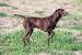 English Shorthaired Pointer