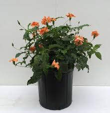 Image result for Crossandra fruticulosa