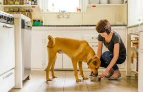 We use cookies on our website to give you the best shopping experience. Best Raw Dog Food Brands For Health Safety And Taste Lovetoknow