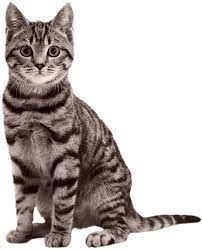 Cat Png