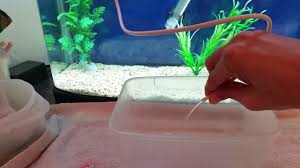 101 small betta fish tank products are offered for sale by suppliers on alibaba.com, of which aquariums accounts for 63%, decorations & ornaments there are 101 suppliers who sells small betta fish tank on alibaba.com, mainly located in asia. How To Make Diy Siphon Vacuum Gravel Cleaner For Small Tanks Betta Fish Tank Breeding Box Youtube