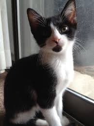 My fiancé and i recently rescued a stray 10 week old kitten from my mom's back yard. Robin 10 Week Old Kitten Cute Animals Baby Kittens Cats And Kittens
